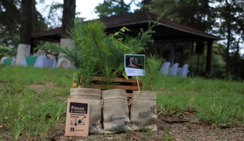 Apoyamos la iniciativa #RetoMARN con la donación de 150 mil árboles | Progreso, en todo lo que hacemos